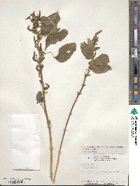 Amaranthus hybridus image