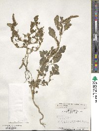 Amaranthus hybridus image