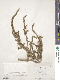 Amaranthus hybridus image