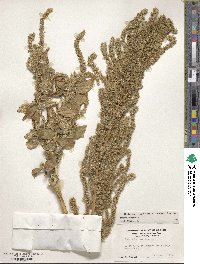 Amaranthus hybridus image