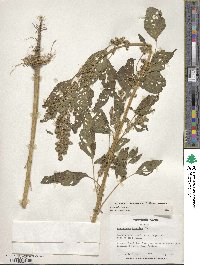 Amaranthus hybridus image