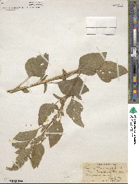 Amaranthus hybridus image