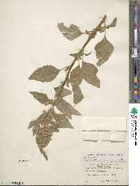 Amaranthus hybridus image