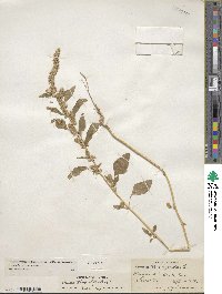 Amaranthus powellii image