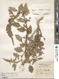 Amaranthus hybridus image