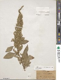 Amaranthus hybridus image