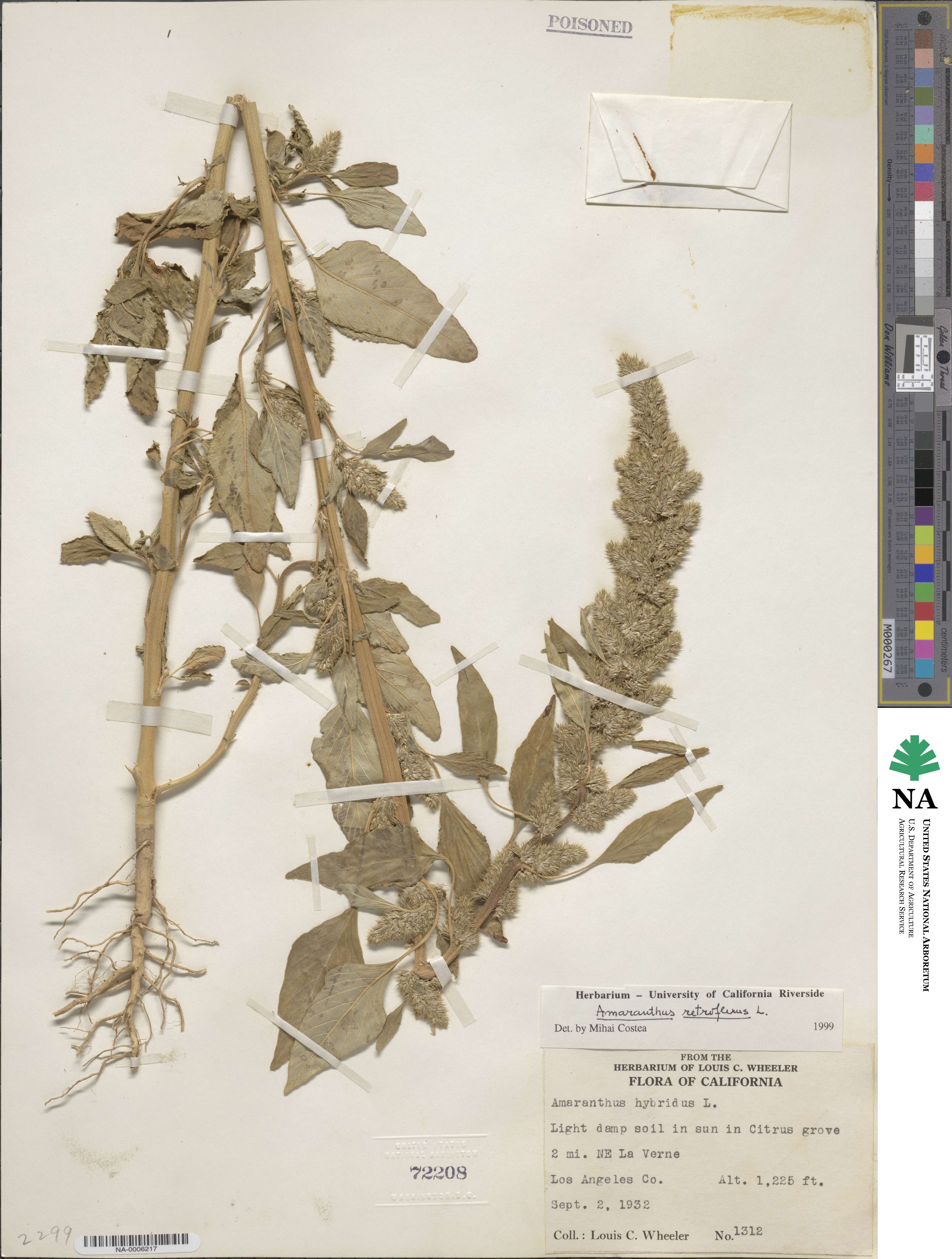 Amaranthus retroflexus image