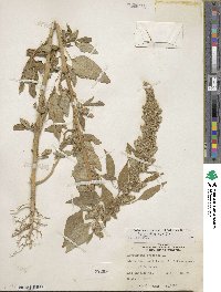 Amaranthus retroflexus image