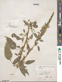 Amaranthus hybridus image