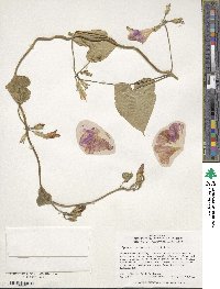 Ipomoea purpurea image