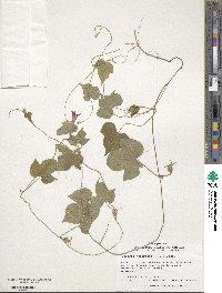 Ipomoea hederacea image