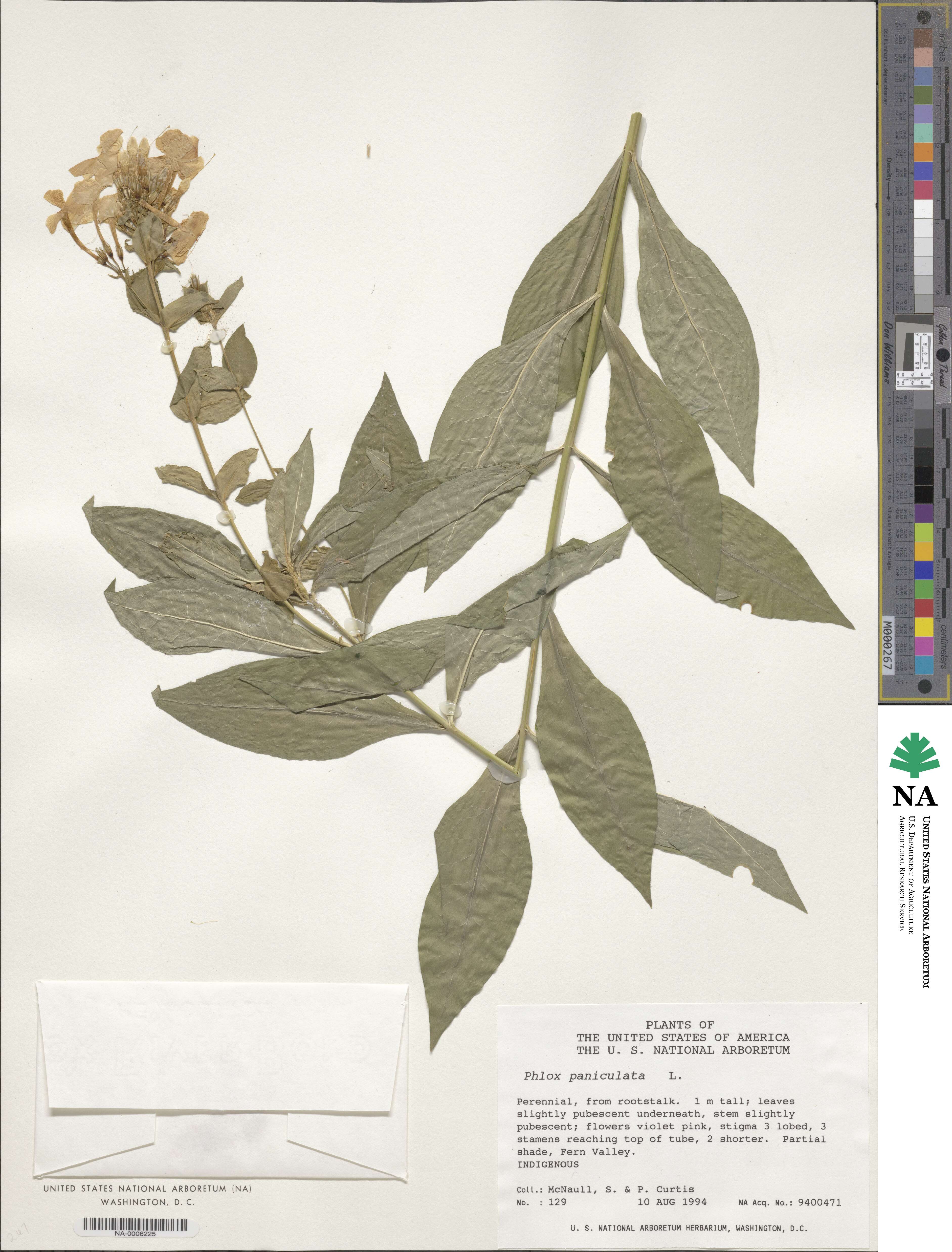 Ipomoea paniculata image