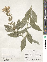 Ipomoea paniculata image