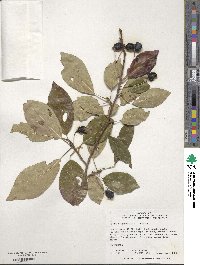 Nyssa sylvatica image