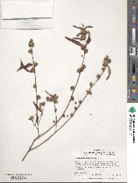 Ludwigia alternifolia image