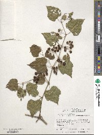 Ampelopsis glandulosa image