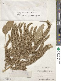 Amaranthus hypochondriacus image