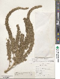 Amaranthus hypochondriacus image