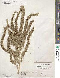 Amaranthus hypochondriacus image