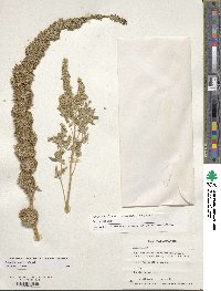 Amaranthus hypochondriacus image