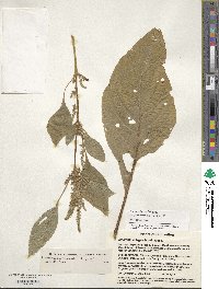 Amaranthus hypochondriacus image