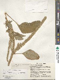 Amaranthus hypochondriacus image