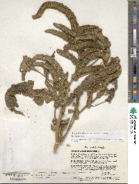 Amaranthus hypochondriacus image