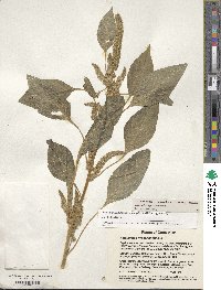 Amaranthus hypochondriacus image