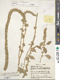 Amaranthus cruentus image