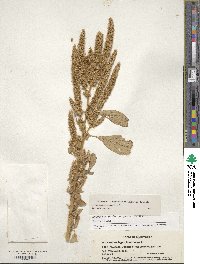 Amaranthus hypochondriacus image