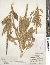 Amaranthus hypochondriacus image