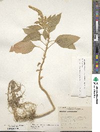 Amaranthus hypochondriacus image