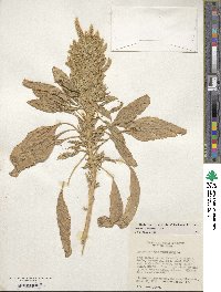 Amaranthus hypochondriacus image