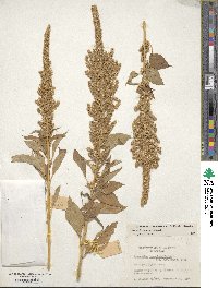 Amaranthus hypochondriacus image