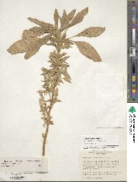 Amaranthus hypochondriacus image