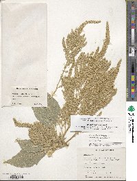 Amaranthus cruentus image