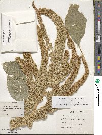 Amaranthus cruentus image