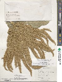 Amaranthus cruentus image