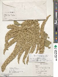 Amaranthus cruentus image