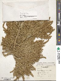 Amaranthus cruentus image