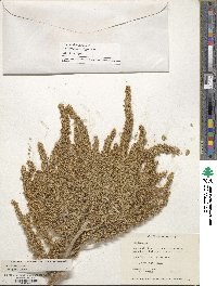 Amaranthus cruentus image