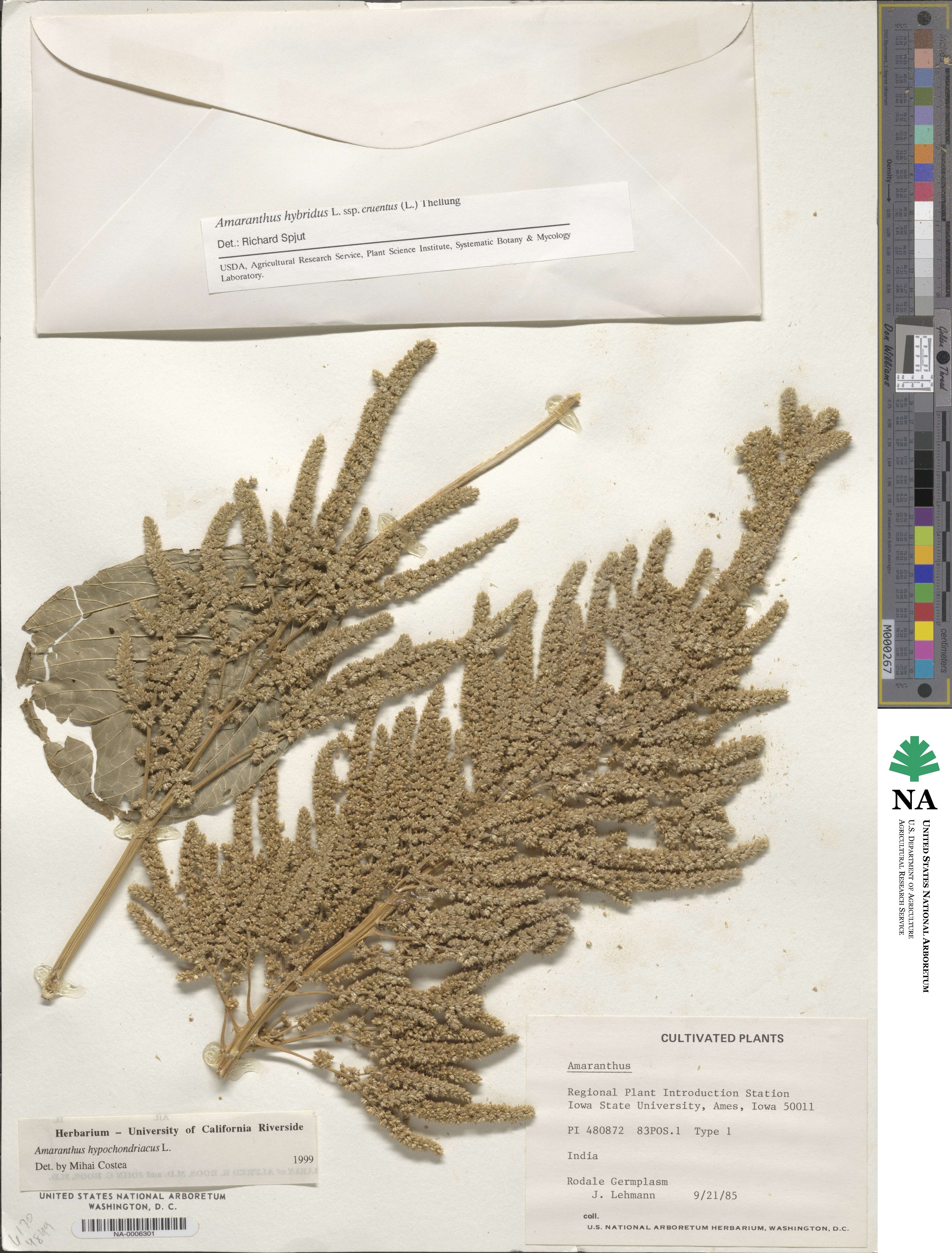 Amaranthus hypochondriacus image