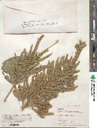 Amaranthus hypochondriacus image