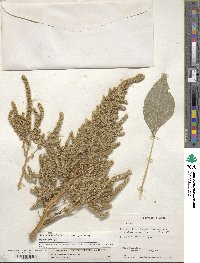 Amaranthus hypochondriacus image