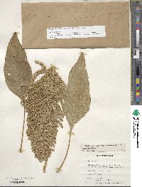 Amaranthus cruentus image