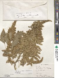 Amaranthus cruentus image