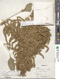 Amaranthus cruentus image