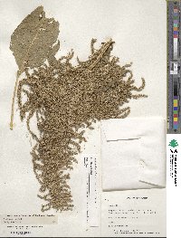 Amaranthus cruentus image