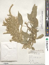 Amaranthus caudatus image