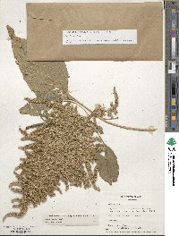 Amaranthus cruentus image